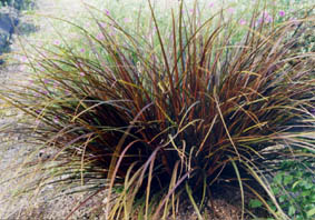 Uncinia uncinata